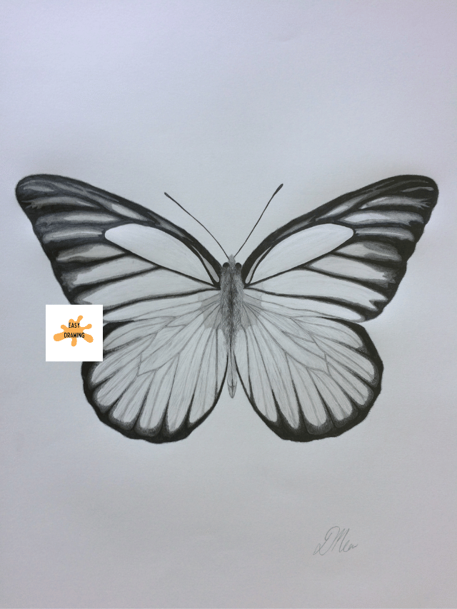 7 Easy steps to draw Butterfly Drawing