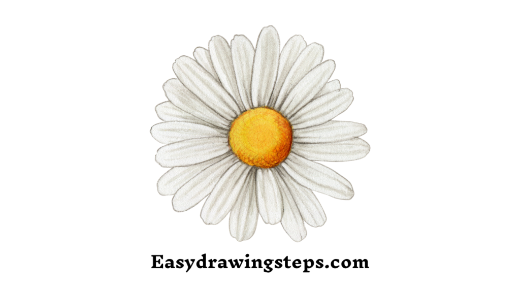 Daisies Drawing