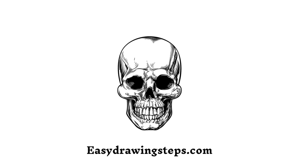 Skull Drawing