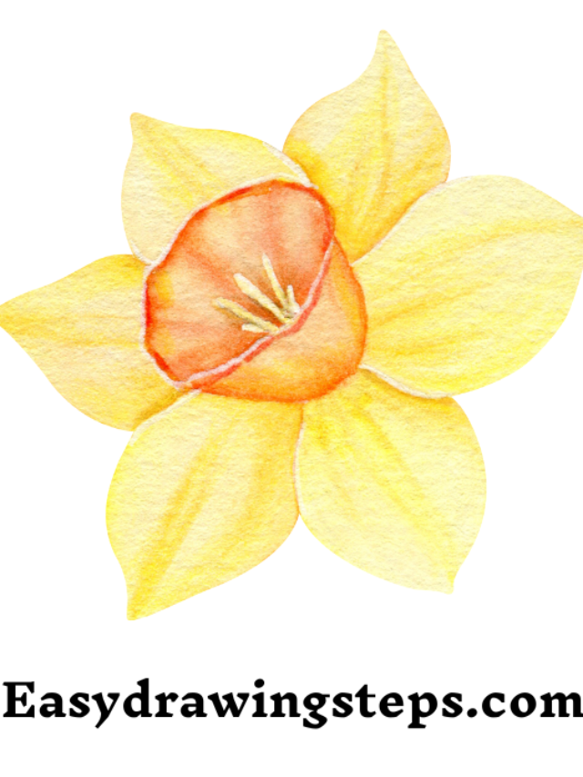 7 easy steps to draw Daffodils Drawing