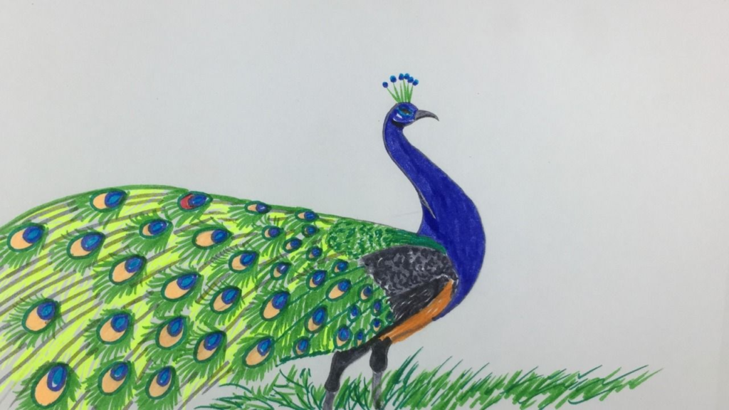 10 easy steps to draw Peacock Drawing Easy