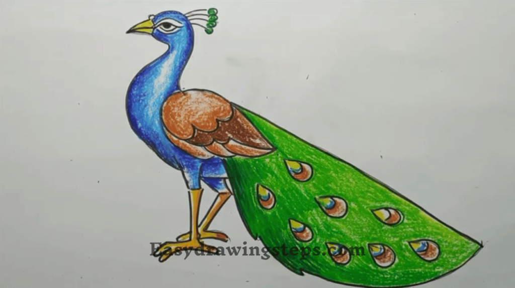 10 Easy Steps To Draw Beautiful Peacock Drawing - Easy Drawing