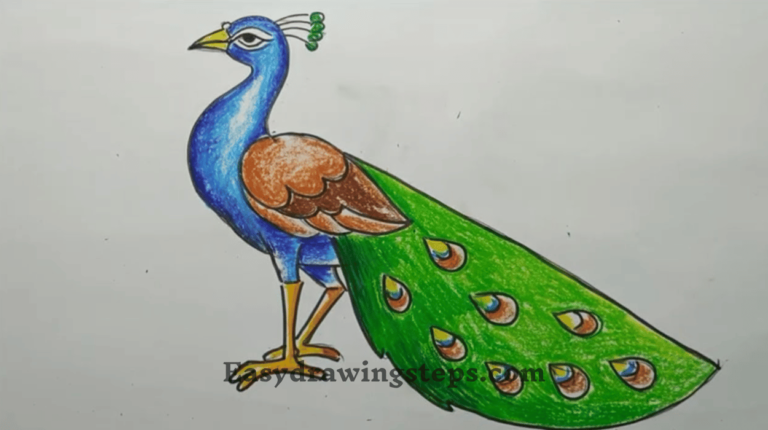 10 easy steps to draw Beautiful Peacock Drawing - Easy Drawing