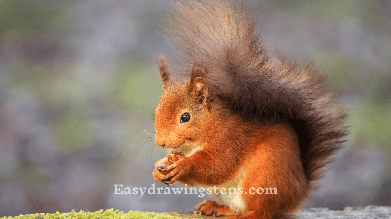 10 easy steps to draw Squirrel Drawing - Easy Drawing