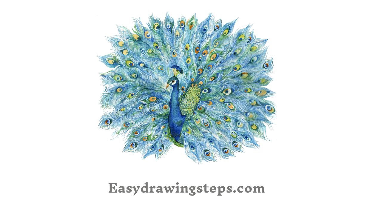 10 Easy Steps to Draw Peacock Drawing Easy And Beautiful - Easy Drawing
