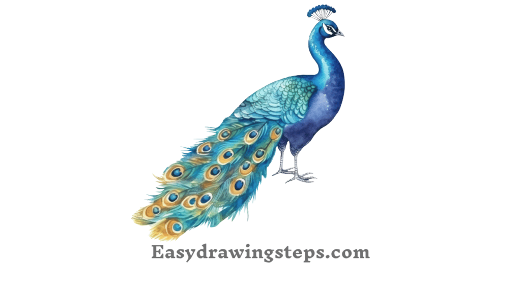 Peacock Drawing Easy And Beautiful