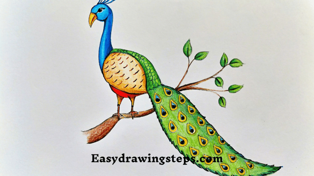 Peacock Drawing For Kids