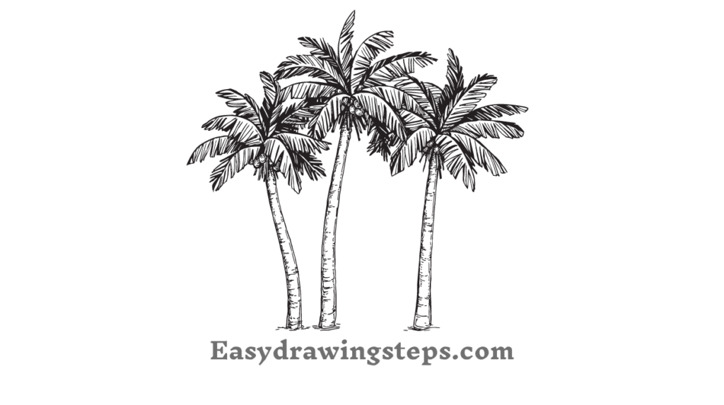 10 Easy Steps to Draw Coconut Tree Drawing - Easy Drawing