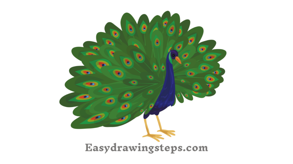 Dancing Peacock Drawing
