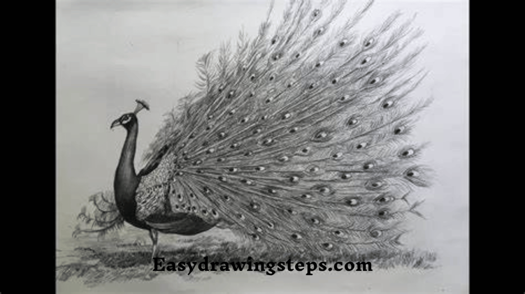Dancing Peacock Drawing