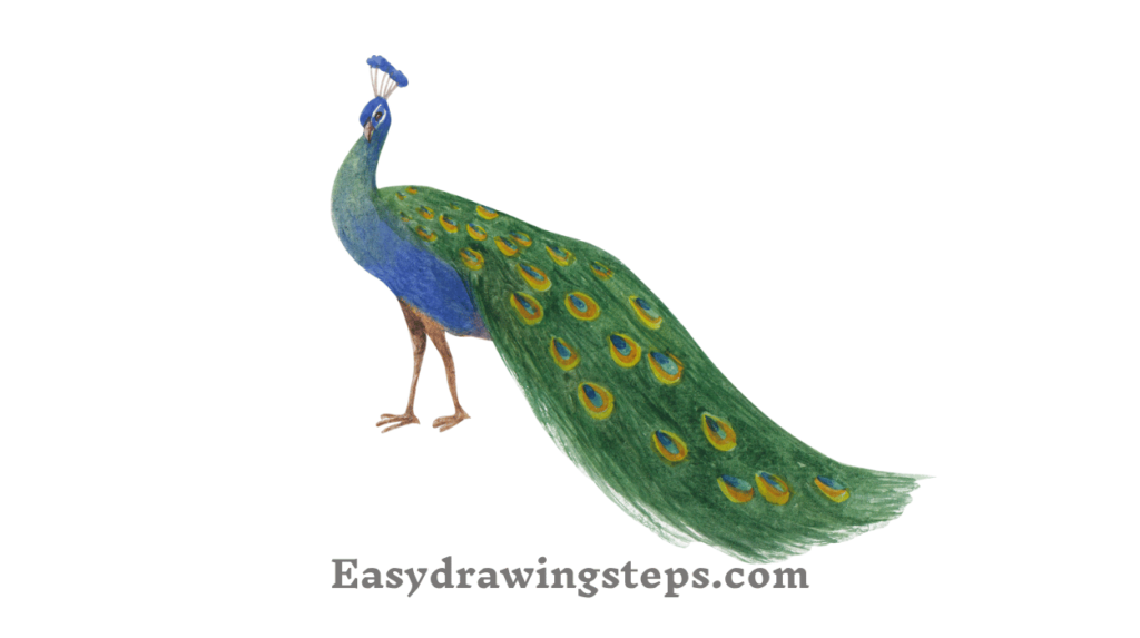 Easy Peacock Drawing With Colour