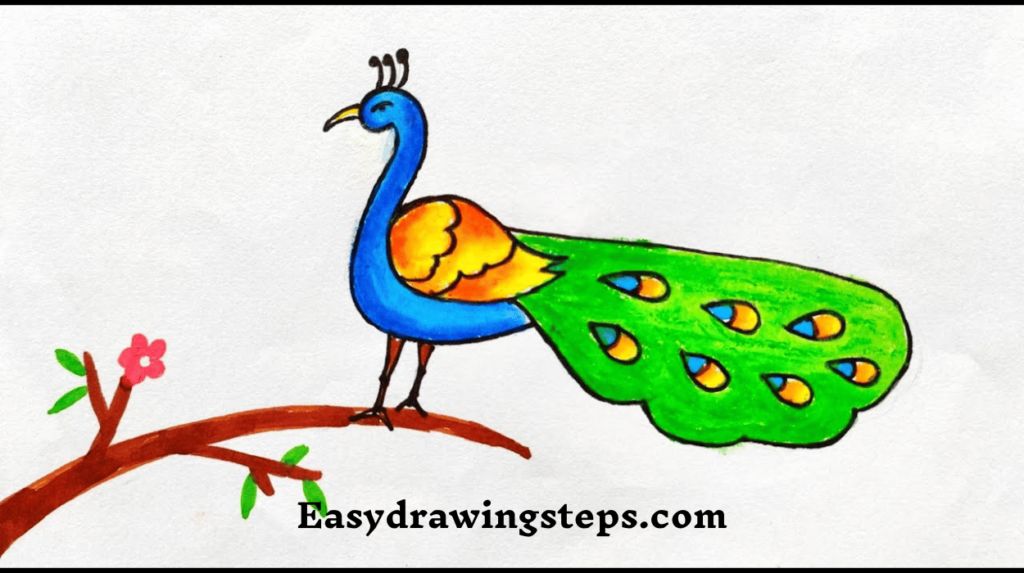 Easy Peacock Drawing With Colour