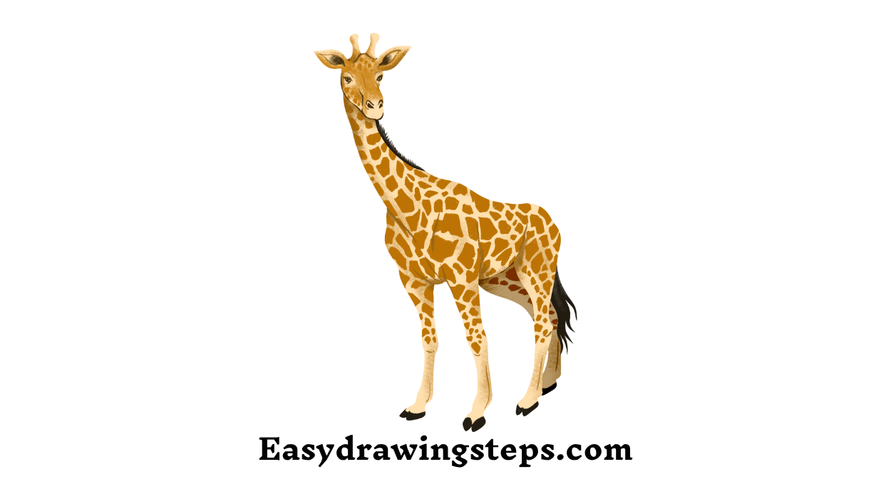 10 Easy Steps to Draw Giraffe Drawing - Easy Drawing