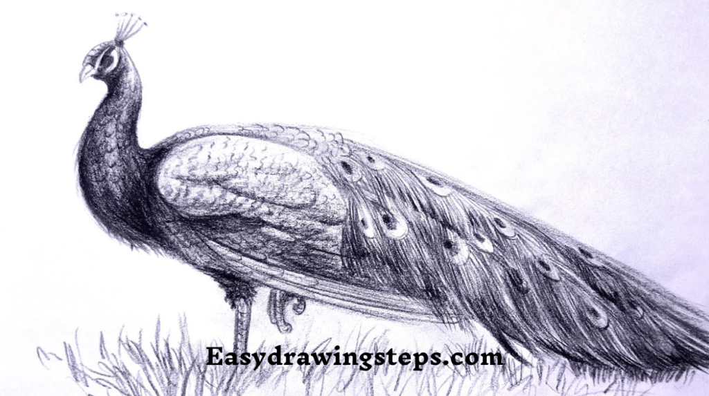 Peacock Drawing Images