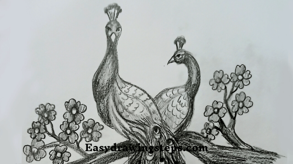 Pencil Peacock Drawing