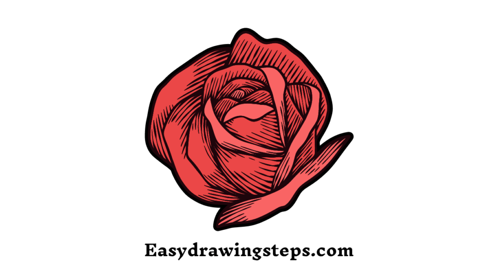 Rose Drawing Easy